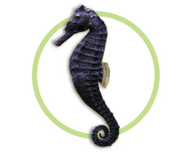 吻海马  (Hippocampus reidi) 