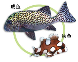 燕子花旦 (Plectorhinchus chaetodonoides)