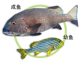 妞妞鱼 (Plectorhinchus albovittatus)